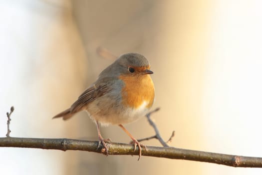 European Robin - Erithacus rubecula on a twig