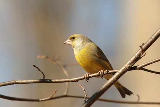 Greenfinch - Carduelis chloris on a branch