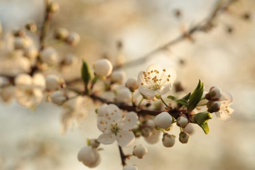 Spring flowers blooming on a tree