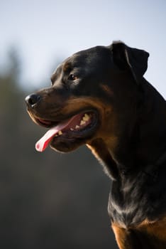 Rottweiler