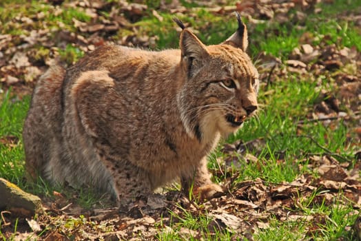 Lynx