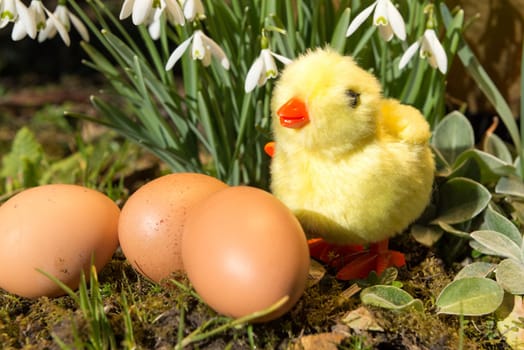 chicken stuffed with Easter eggs in the garden