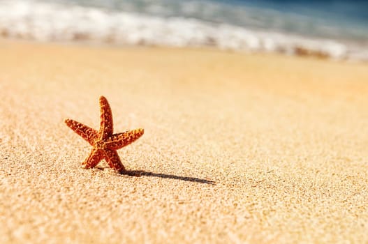 Summer vacations - starfish on sunset sea sand beach