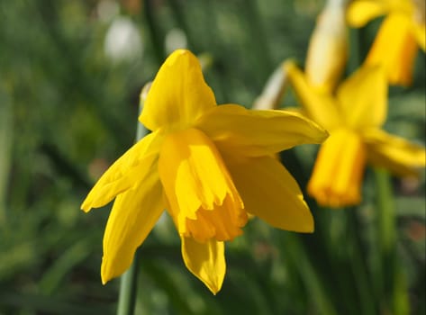 Daffodil