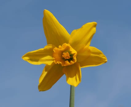 Daffodil