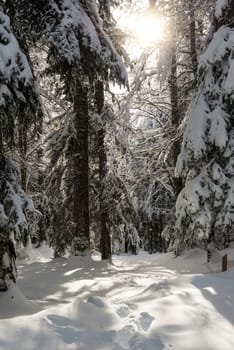 a wintry landscape with snow in mountain
