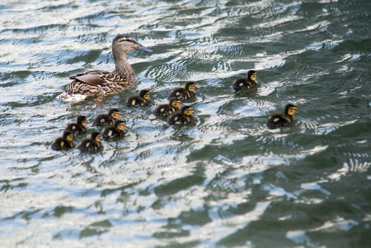 duck with ducklings swimming on lake surface