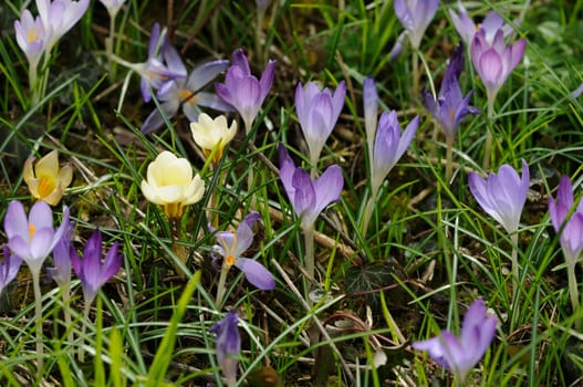 Crocuses