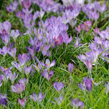 Crocuses