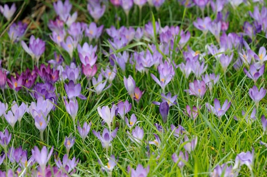 Crocuses