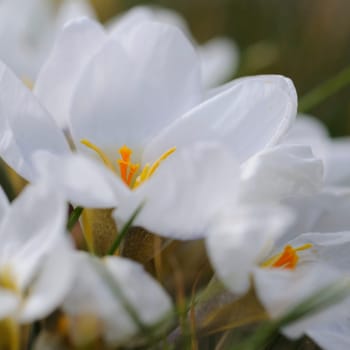 Crocuses