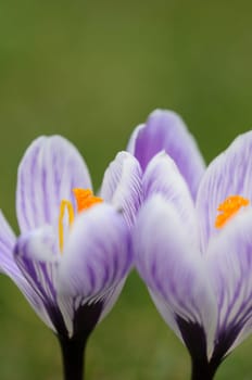 Crocuses