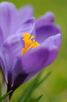 Crocuses