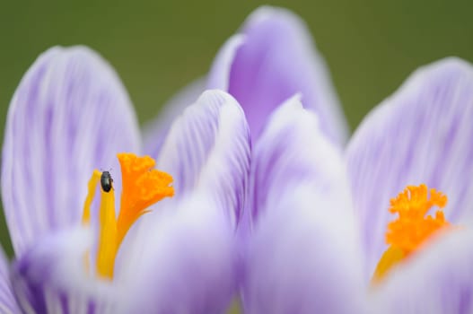 Crocuses