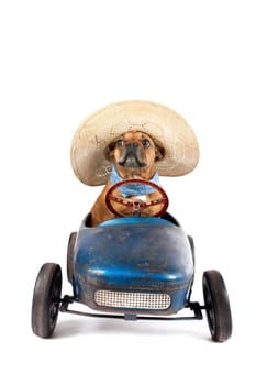 French bulldog in pedal car