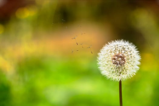 Ladybug and dandelion for adv or others purpose use