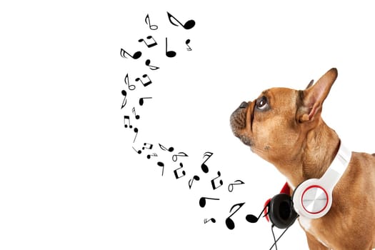 Dog listens to music
