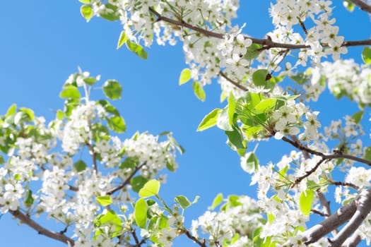 Tree with white spring flowers