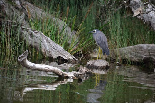 grey heron on the lake shore