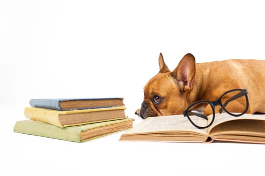 Dog with literature