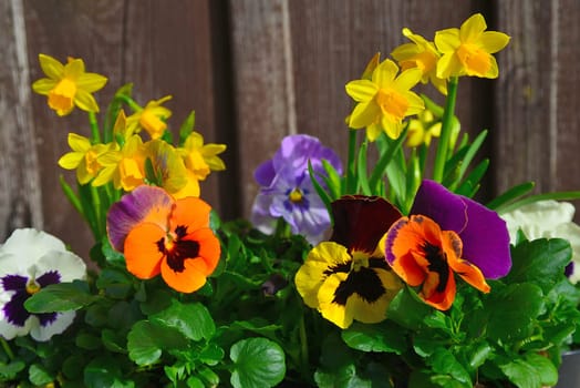 Spring flowers plant