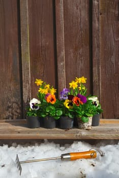 Spring flowers plant