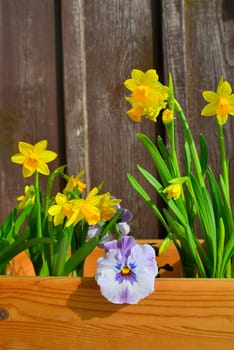 Spring flowers plant