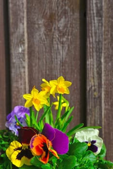 Spring flowers plant