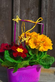 Spring flowers plant
