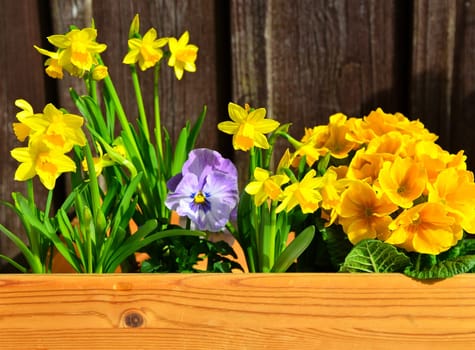Spring flowers plant