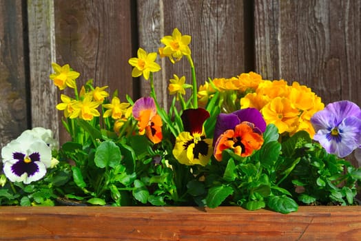 Spring flowers plant