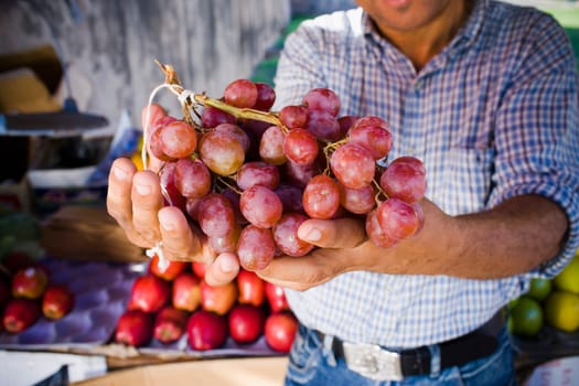 Mid section view of a person holding a bunch of red grapes, Santo Domingo, Dominican Republic