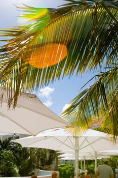 Sunlight coming out of palm leaves