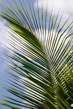 Close-up of palm leaves