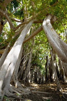 Tree showing exposed roots