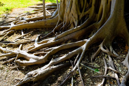 Close-up of tree roots