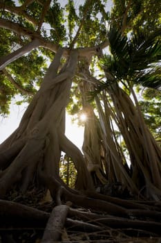 Tree with tangled roots and dappled sunshine