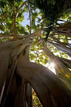 Tree with tangled roots and dappled sunshine