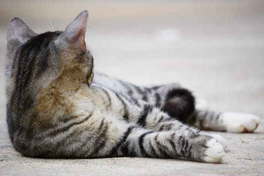 Cat laying on sidewalk