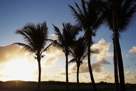 Palm trees on beach