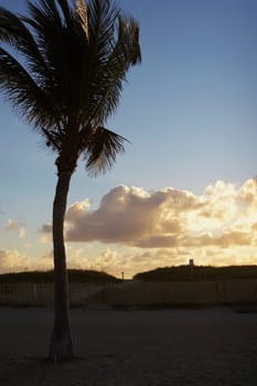 Palm trees on Miami Beach