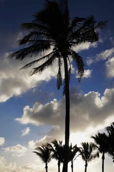 Palm trees silhouetted against sky