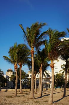 Palm trees on Miami Beach