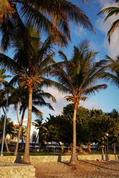 Palm trees on Miami Beach