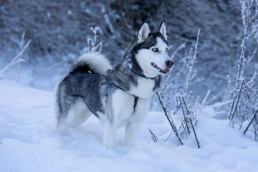 A dog breed Husky stands in the snow and looks far away