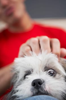 Close-up of a dog lying on a young man's thigh