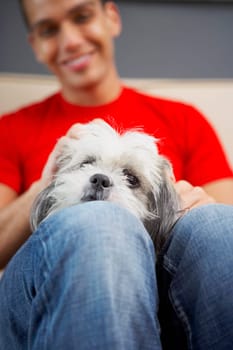 Close-up of a dog lying on a young man's thigh