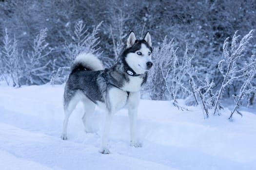 A dog breed Husky stands in the snow and looks far away