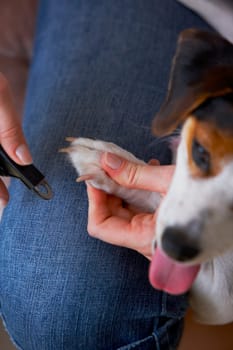 Close-up of a woman's hands cutting a Jack Russell Terrier's nails with nail clippers