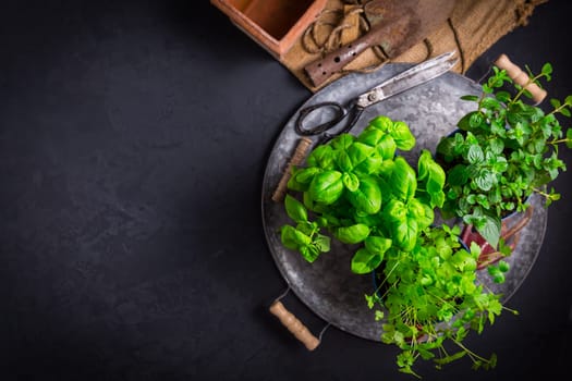 Replanting herbs - plants in pots, green garden on a balcony. Urban gardening, urban, junge and home planting with copy space